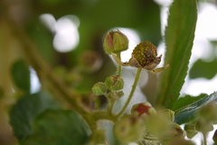 Rubus ellipticus